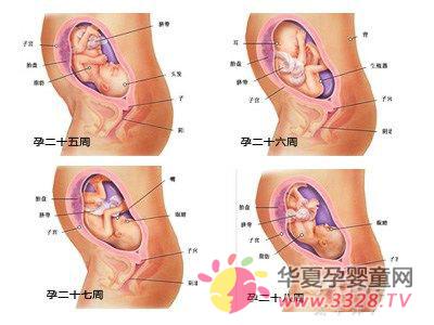 怀孕七个月胎儿发育情况