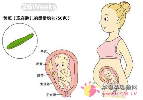 怀孕26周胎儿发育情况