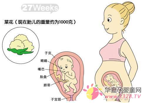 怀孕27周胎儿发育情况