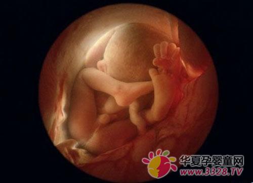 胎儿14-15周的变化